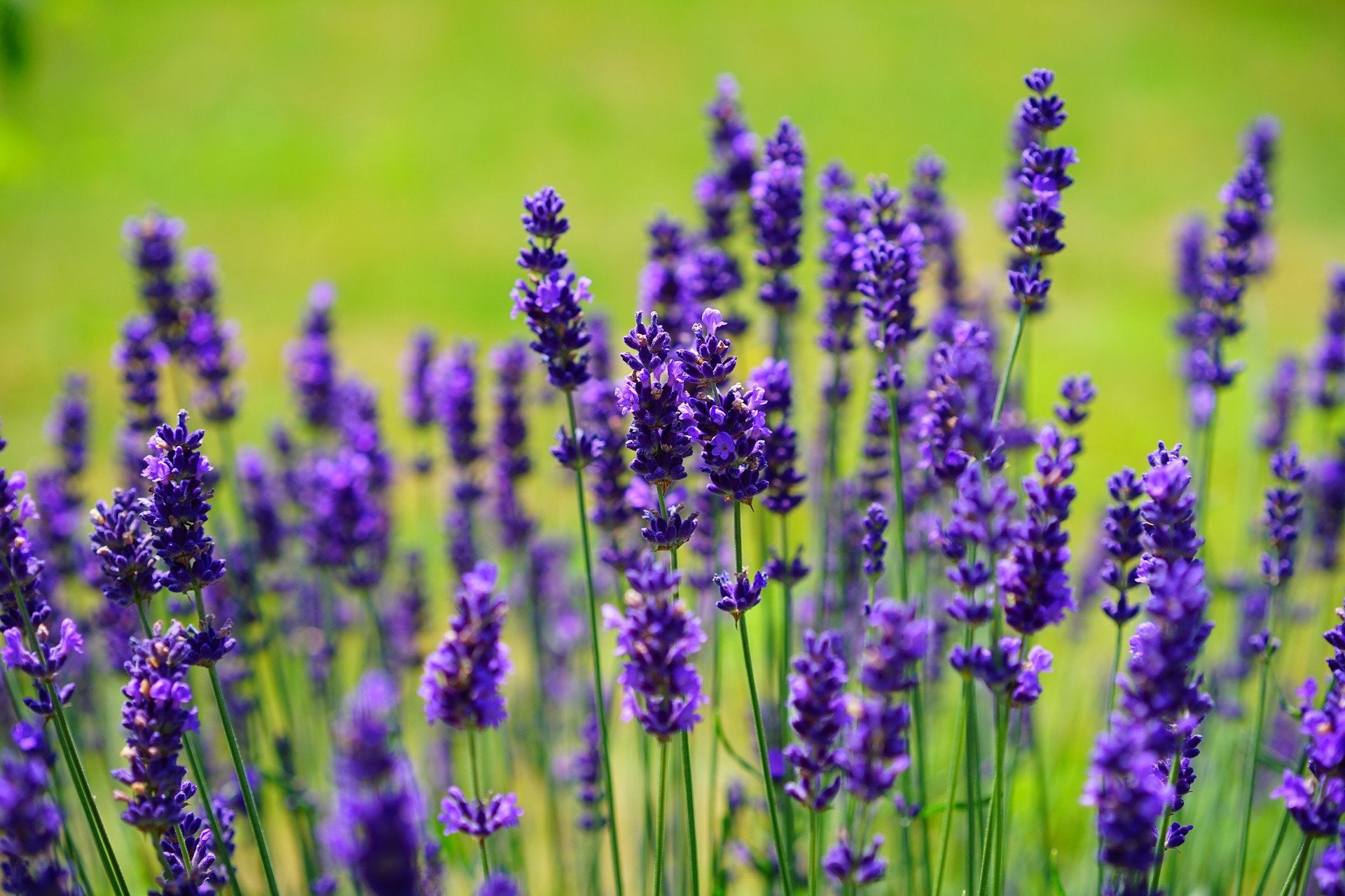 Does Lavender Help with Anxiety?