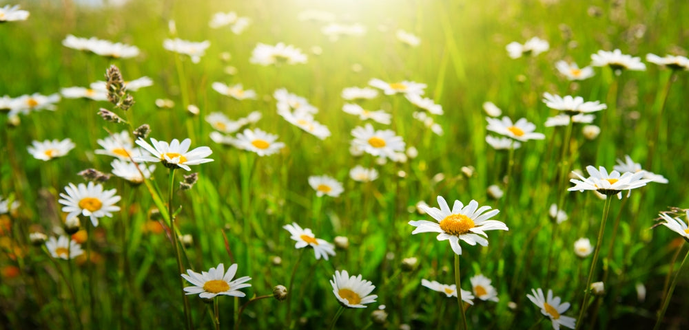Chamomile for Anxiety & Effects on Your Wellness