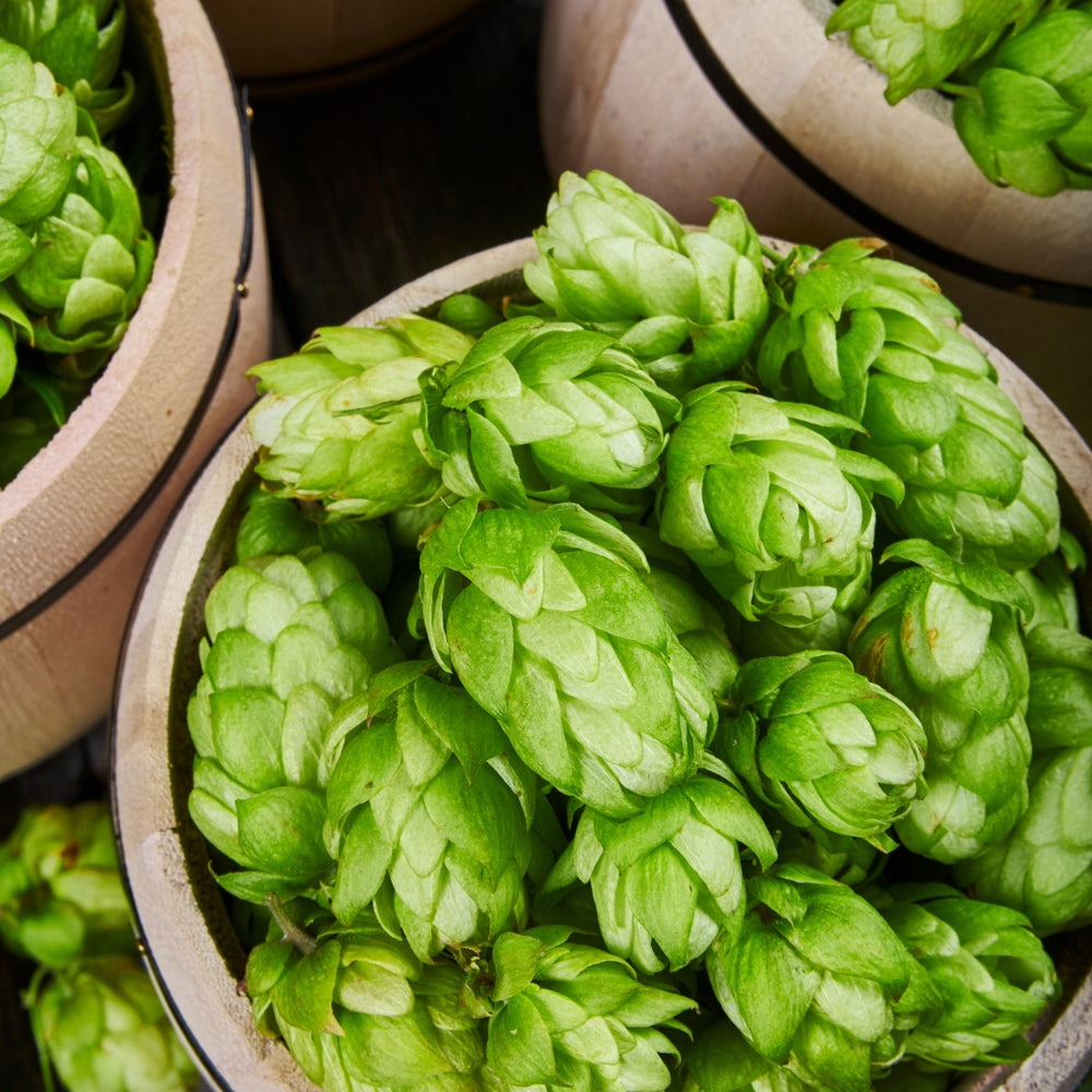 Hops Flower Extract: Does It Have Anxiolytic Properties?